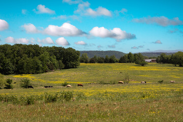 sheep in the field