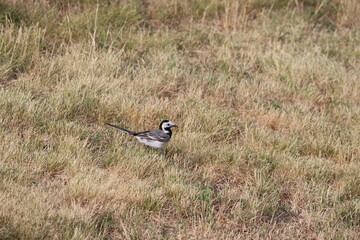 The white wagtail (Motacilla alba) is a small passerine bird in the family Motacillidae, which also includes pipits and longclaws. The species breeds in much of Europe and the Asian Palearctic 