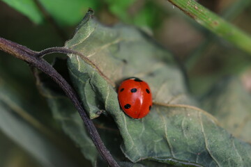 ladybug on a leaf