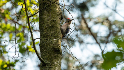 woodpecker looks the other way hiding behind a twig at the overasseltse and haterse vennen in Holland
