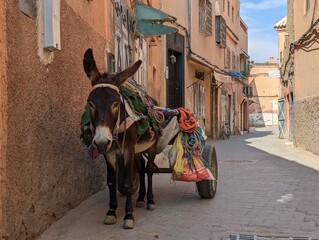 A donkey with a cart waiting for its master in the medina of Marrakech