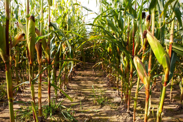 Obraz premium Corn field, with mature corn, ready for harvest.