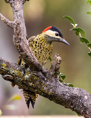 A  Green-barred woodpecker also know as Pica-pau or Carpintero perched on the branch. Species Colaptes melanochloros. Birdwatching. Birding. Bird lover.