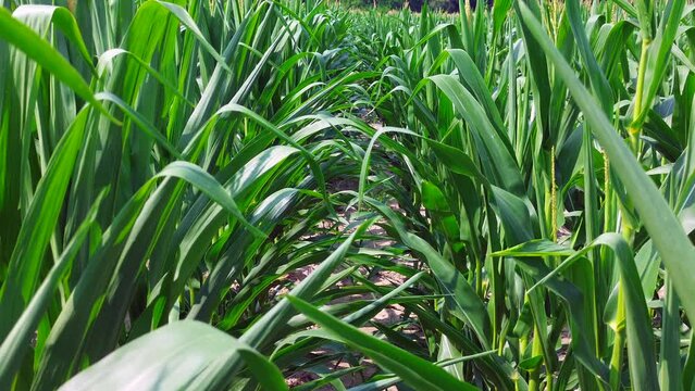 Flying thru the corn tops