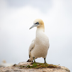 Gannet with nesting materials on rocks on the Saltee Islands, Wexford, Ireland