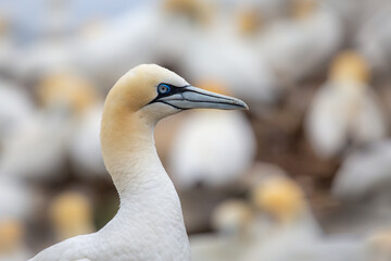 Northern Gannet on Great Saltee, Saltee Islands, Ireland