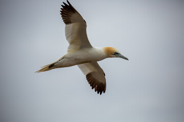 Northern Gannet in flight with cloudy background