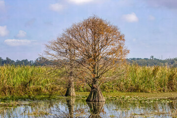 tree in the lake