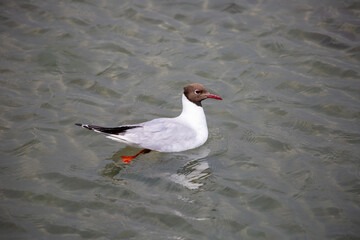 Black-headed Gull swimming in the oean