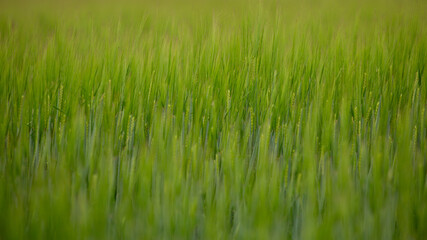 Closeup of green wheat field, selective focus, fills frame