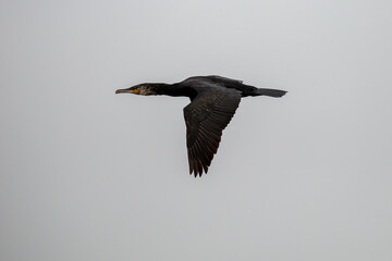 Cormorant in flight with neutral grey background
