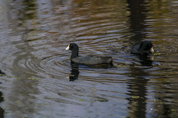 American coot