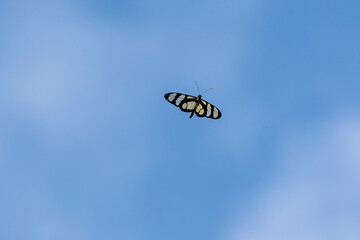 The flght of Temisto butterfly also known as Manaca or Vitral Oscura in the blue sky, Species Methona themisto. Animal world. Nature.