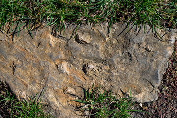 Close up of prehistoric petrified extinct animal imprints in stone. Fossils background