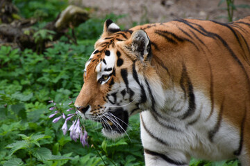 Naklejka premium AMUR TIGER LAYING ON THE GROUND