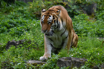 AMUR TIGER LAYING ON THE GROUND
