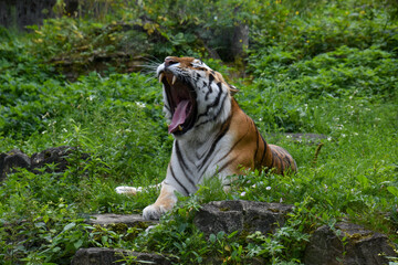 AMUR TIGER LAYING ON THE GROUND