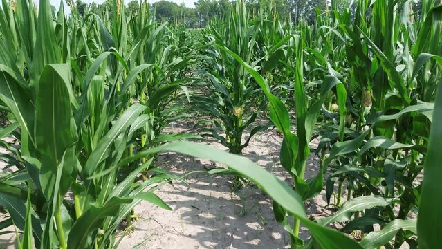 Flying thru corn and lifting up