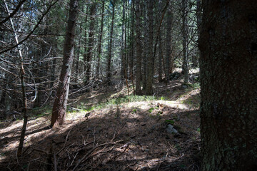 Spring view of Konyarnika area at Vitosha Mountain, Bulgaria