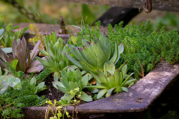 Background of different mixed little green succulent plants with fresh leaves in a garden pot in...