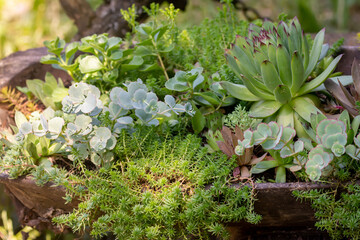 Background of different mixed little green succulent plants with fresh leaves in a garden pot in direct sunlight during summer