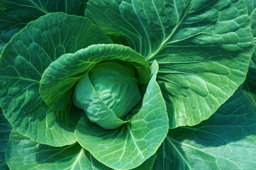 Fototapeta premium Green leaves of white cabbage in close-up. Head of cabbage in the vegetable garden