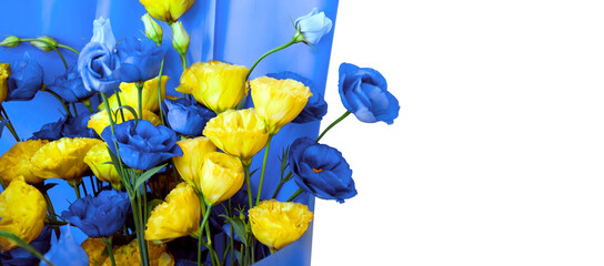 Bouquet of blue and yellow anemone flowers on a white background. Banner with flowers with a place...