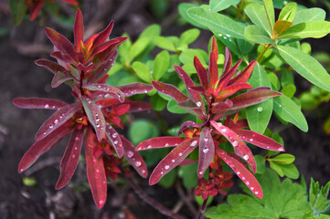 Rain Drops Red Tip Flowers . Wood Spurge in nature