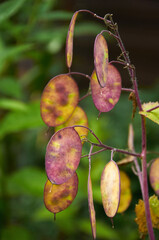 Perennial honesty (Lunaria)