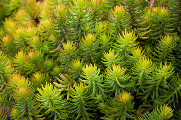 Sedum in Nature. Natural background of green sedum