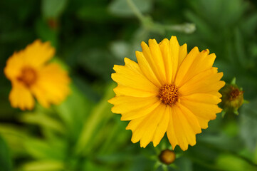 Yellow coreopsis in the summer garden close-up