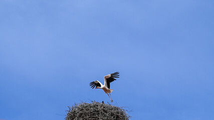 A stork with spread wings in a nest on the roof of a house.