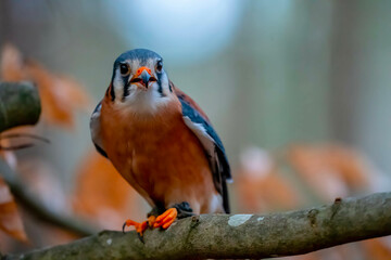 American Kestrel In Its Natural Environment