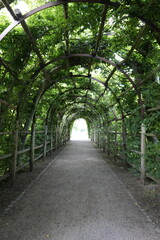Fototapeta na wymiar pedestrian tunnel of natural trees and leaves, green arch, shady park path formed by nature, in schwerin germany