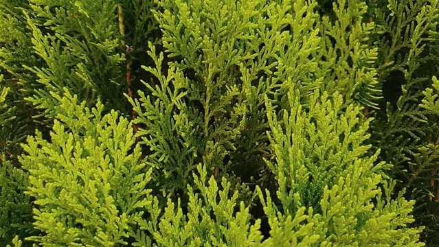 Close-up view of beautiful green leaves of Thuja, Platycladus orientalis - Oriental arborvitae, natural green background