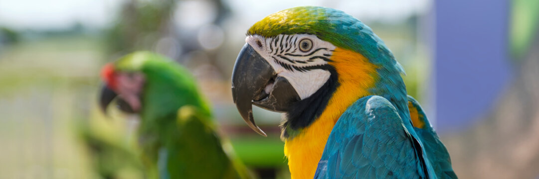 Close-up of the head of a blue and yellow macaw parrot. Two parrots sitting on a branch in sunlight. Banner image with selective focus.