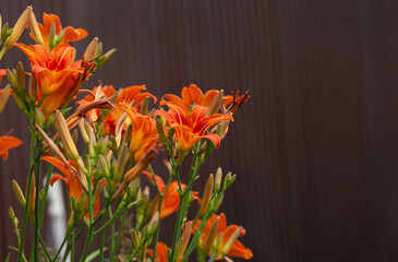 orange day-lily (Hemerocallis fulva), tawny daylily, corn lily, tiger daylily, fulvous daylily,...