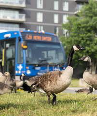 Bernaches en ville, oie du canada traversant la rue