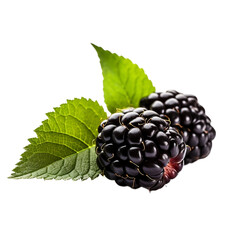 blackberries isolated on transparent background
