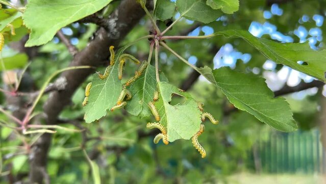 Apple leaves damaged by parasite Choreutis pariana Apple Leaf Skeletonizer. The larvae (caterpillars) feed on fruit trees: apple, pear and cherry in orchards and gardens causing damage