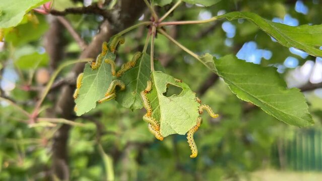 Apple leaves damaged by parasite Choreutis pariana Apple Leaf Skeletonizer. The larvae (caterpillars) feed on fruit trees: apple, pear and cherry in orchards and gardens causing damage