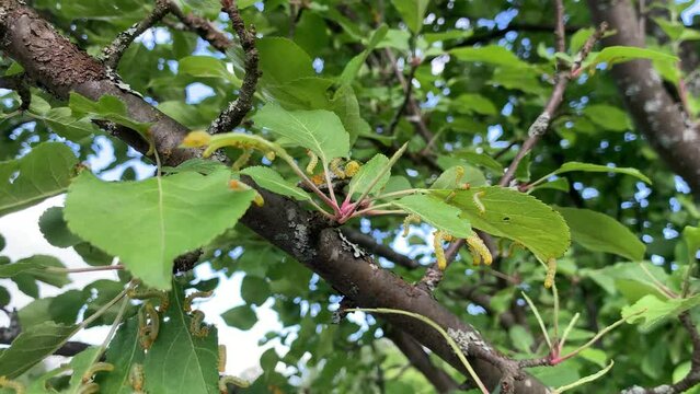 Apple leaves damaged by parasite Choreutis pariana Apple Leaf Skeletonizer. The larvae (caterpillars) feed on fruit trees: apple, pear and cherry in orchards and gardens causing damage