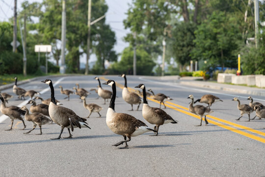 Bernaches en ville, oie du canada traversant la rue