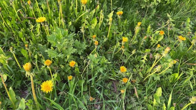 Beautiful flowers of yellow dandelions in nature in warm summer or spring on meadow in sunlight
