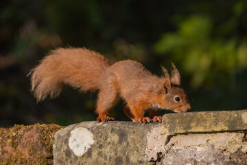 Naklejka na ściany i meble British red squirrel. Protected species