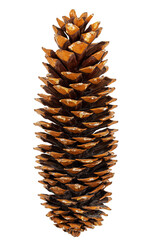 Big sequoia cone, isolated on white background