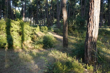 path in the forest