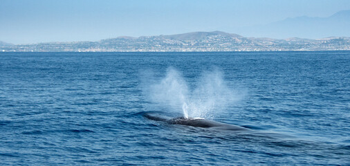 Fin Whale Blowhole Off San Clemente