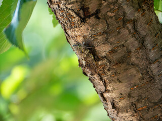 Small cicada -Platypleura kaempferi- is staying at the cherry tree trunk in Fukuoka city, JAPAN.