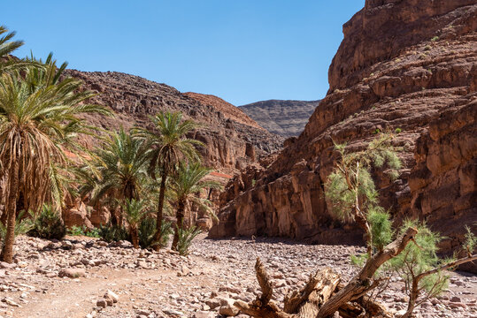Hiking through the beautiful landscape of the Draa valley near Tizgui village in Morocco